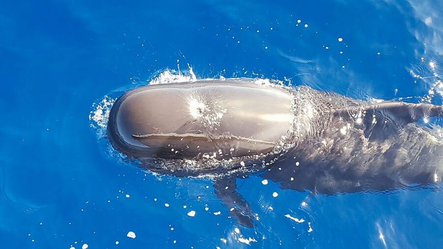 Tenerife: Sailboat Tour Whale Watching Food and Snorkeling - Key things to know before booking