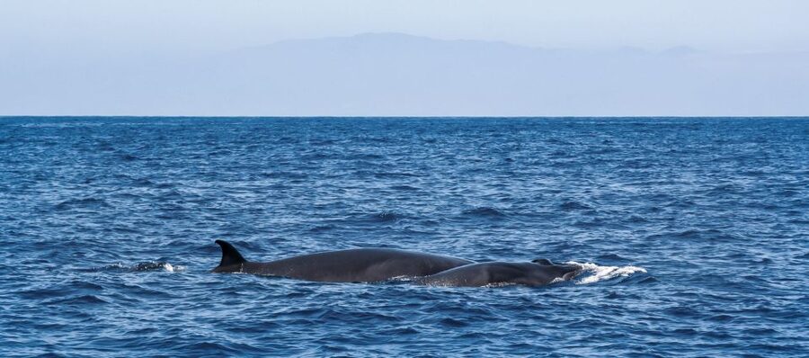 Tenerife: Sailboat Tour Whale Watching Food and Snorkeling - The Crew Makes the Biggest Difference