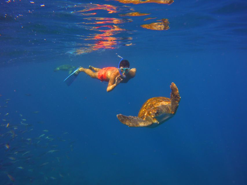 Tenerife: Snorkel with Turtles - Should you book the turtle snorkeling tour?
