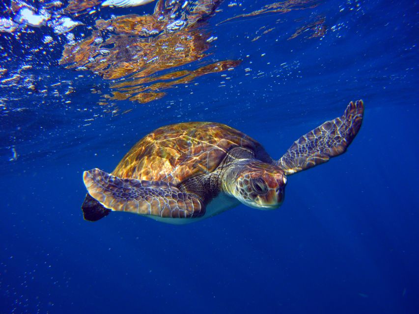 Tenerife: Snorkel with Turtles - An hour looking for turtles and rays
