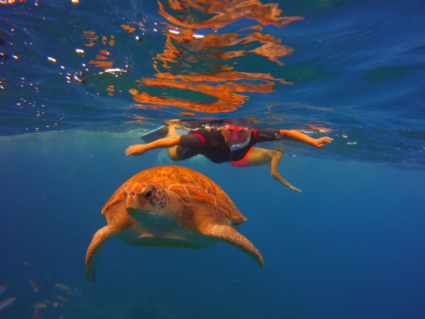 Tenerife: Snorkel with Turtles - Why the protected coast adds value