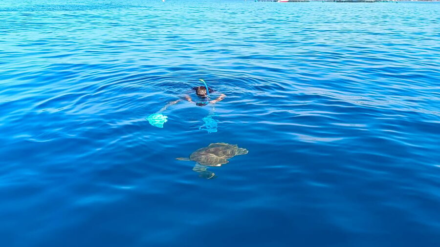 Tenerife: Snorkel with Turtles - What the $81 price really covers