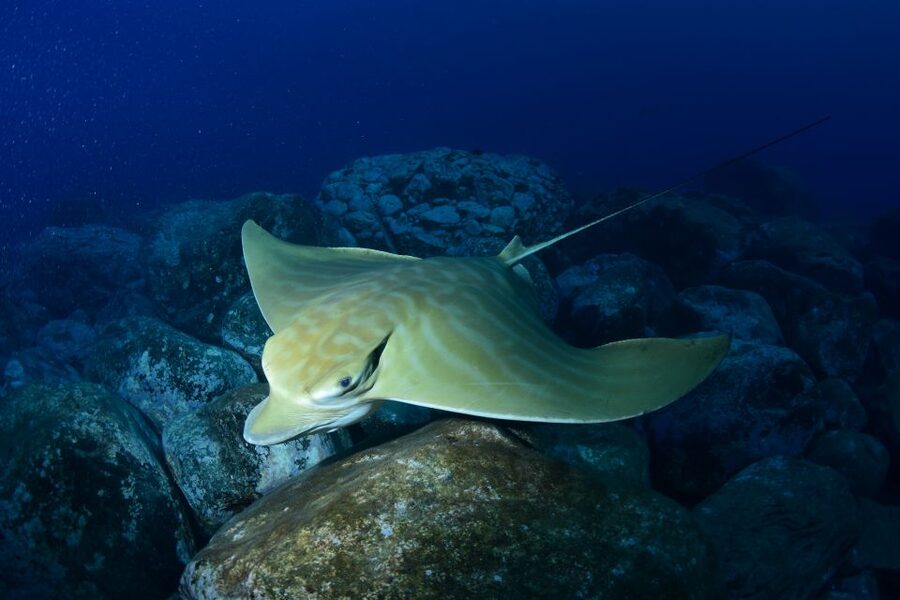 Tenerife: Snorkel with Turtles - How to prepare for a better outing