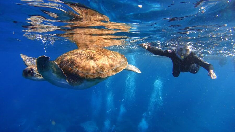 Tenerife: Snorkel with Turtles - Getting ready with the instructor