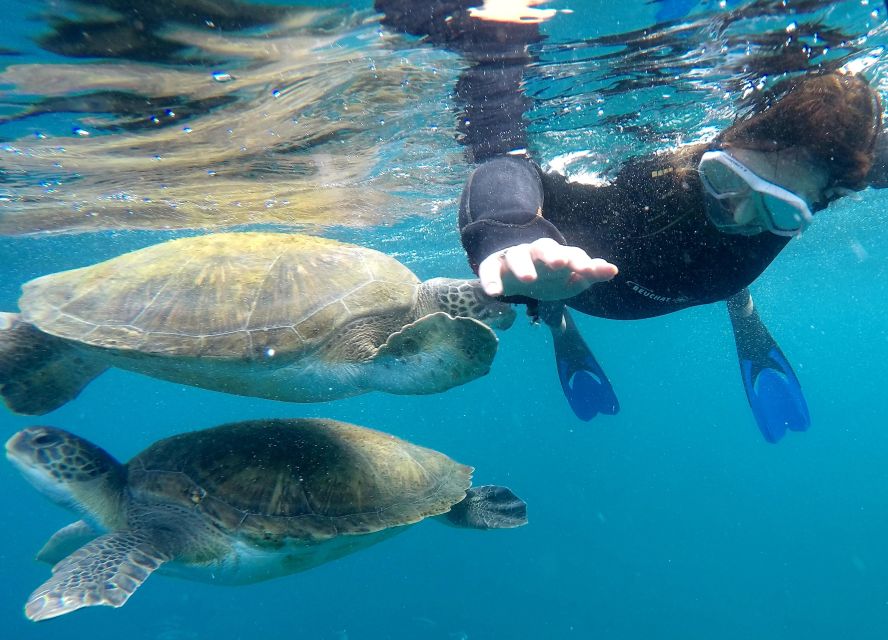 Tenerife Snorkeling boat trip in a Turtle Habitat - Key points before you book