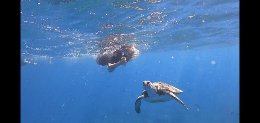 Tenerife Snorkeling boat trip in a Turtle Habitat - From Puerto Colón to the open water