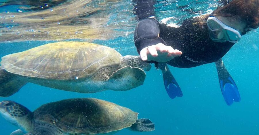 Tenerife Snorkeling boat trip in a Turtle Habitat - The speedboat ride is part of the fun