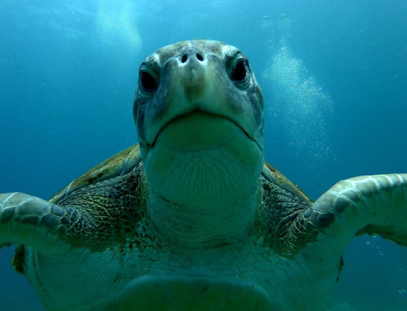 Tenerife Snorkeling boat trip in a Turtle Habitat - Who will enjoy this most?