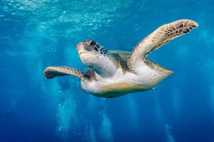 Tenerife: Snorkeling to look for Turtles and Rays - Key points to know before booking