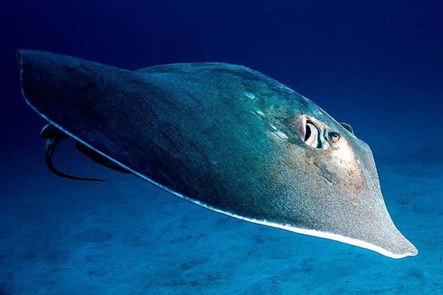 Tenerife: Snorkeling to look for Turtles and Rays - Snorkeling beside Palm Mar