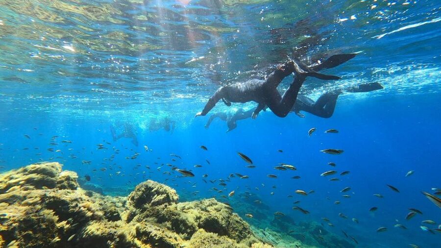 Tenerife: Snorkeling Tour in a Marine Protected Area - Who Should Book This Abades Tour?