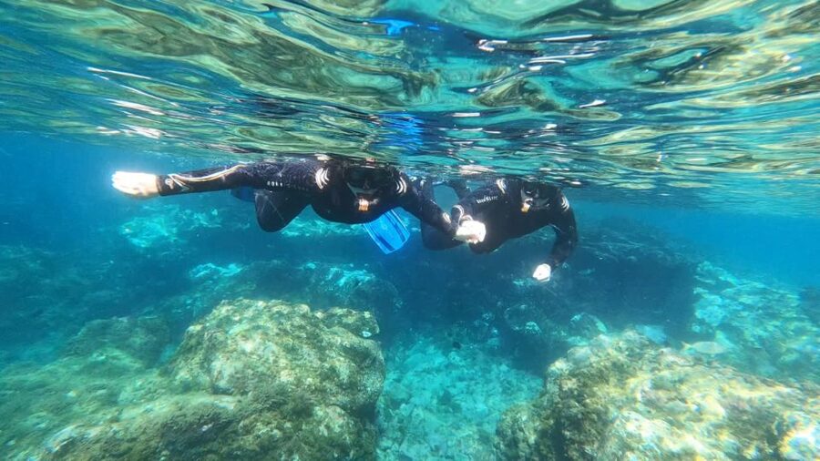 Tenerife: Snorkeling Tour in a Marine Protected Area - Green Turtles Without the Circus