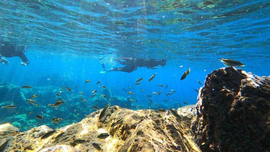 Tenerife: Snorkeling Tour in a Marine Protected Area - Photos and Videos Without an Extra Charge