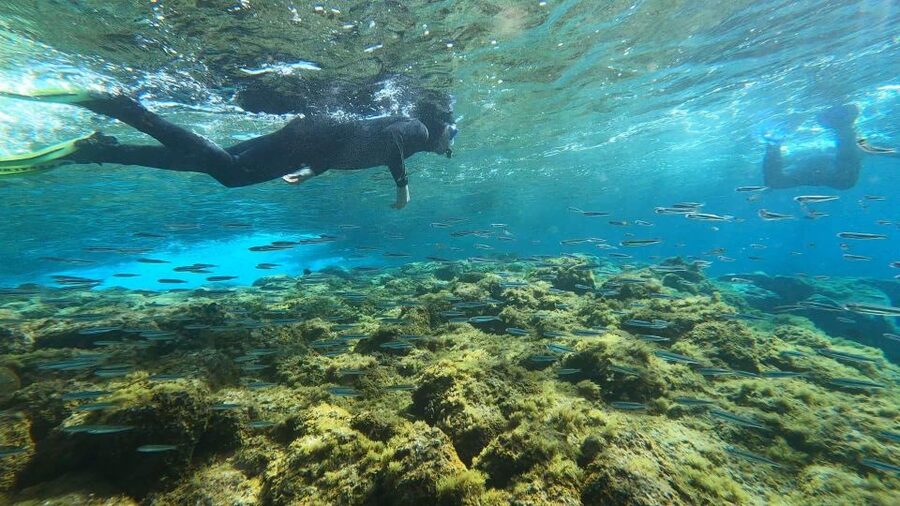 Tenerife: Snorkeling Tour in a Marine Protected Area - Family Suitability, With a Few Limits