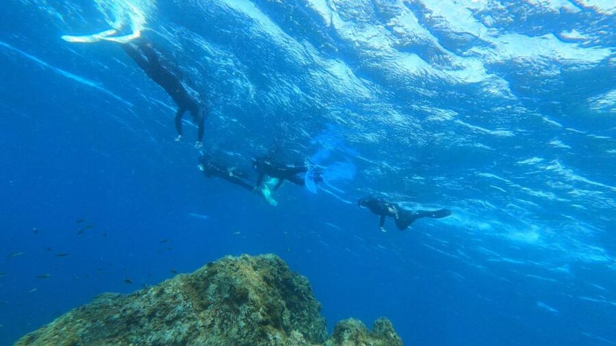 Tenerife: Snorkeling Tour in a Marine Protected Area - Water Temperature, Timing, and What to Bring