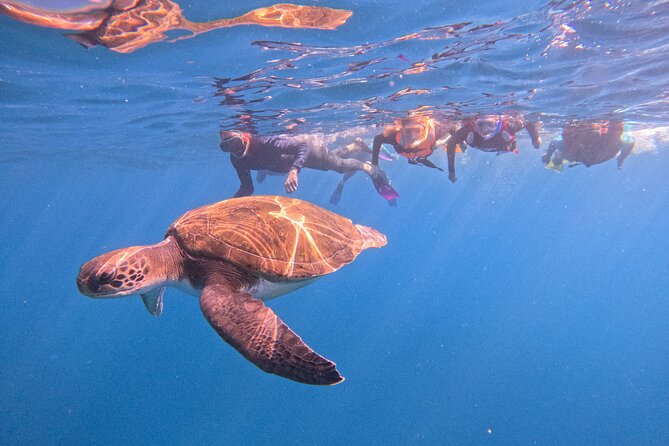 Tenerife Snorkeling Tour in turtle habitat - Quick facts before you book