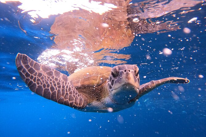 Tenerife Snorkeling Tour in turtle habitat - The 10 to 15 minute speedboat ride to El Palm-mar