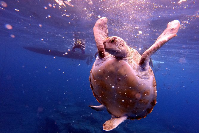 Tenerife Snorkeling Tour in turtle habitat - The guide makes a bigger difference than the wildlife