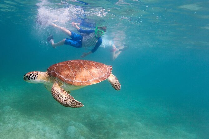 Tenerife Snorkeling Tour in turtle habitat - Returning by boat, then using the center