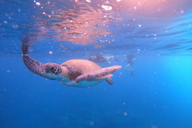 Tenerife Snorkeling Tour in turtle habitat - Is $54.07 a fair price?
