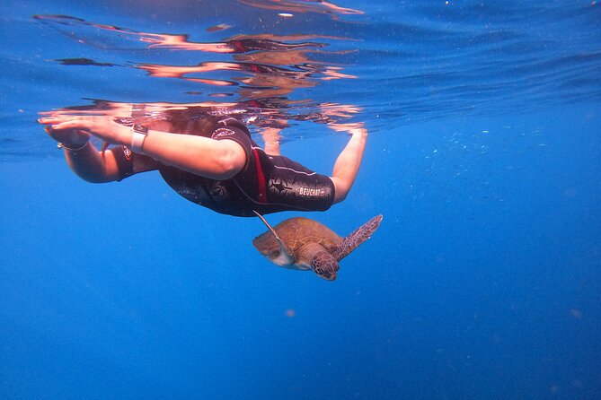 Tenerife Snorkeling Tour in turtle habitat - Who will enjoy this most?