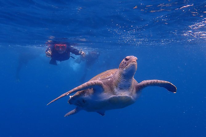Tenerife: Turtle & Dolphin Kayak Tour with Snorkel & Wetsuit - Searching for dolphins near Tenerife’s west coast
