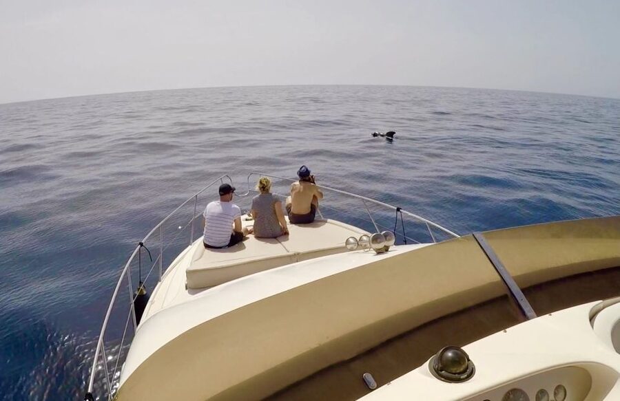 Tenerife: Whales and Snorkeling Tour on a Luxury Yacht - Practical tips for a better day