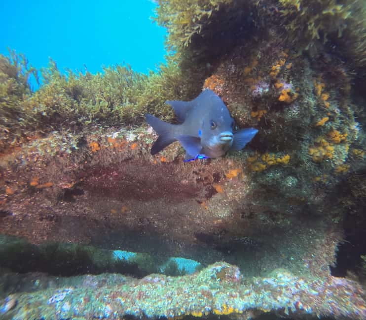 Terceira Island: Snorkeling Adventure - Terceira snorkeling at a glance
