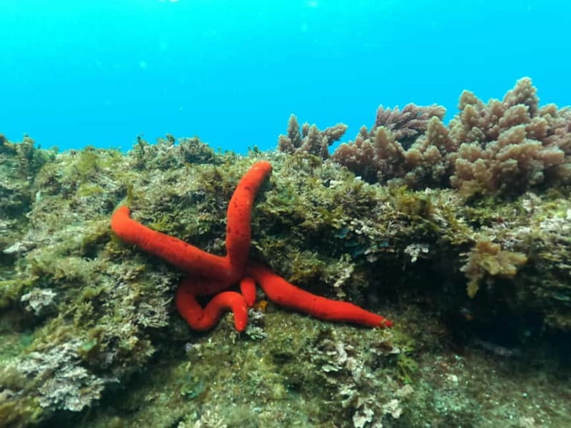 Terceira Island: Snorkeling Adventure - Starting at Store 5 in Marina de Angra