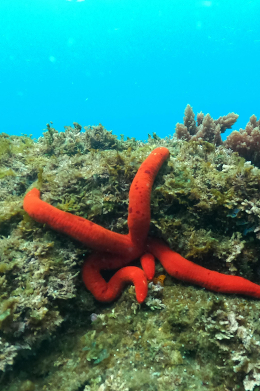 Terceira Island: Snorkeling Adventure - What the 1.5-hour schedule feels like