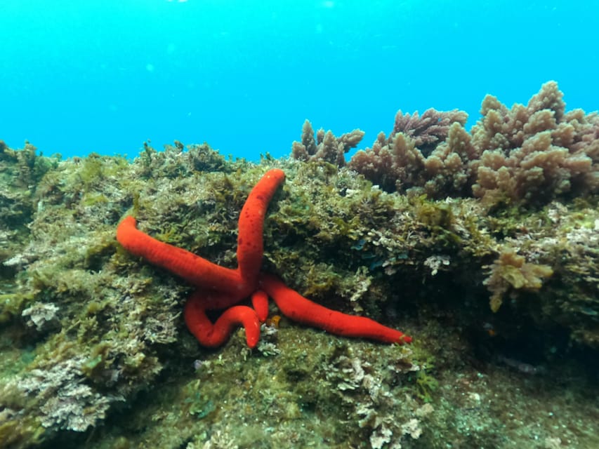 Terceira Island: Snorkeling Adventure - Weather matters more than the calendar