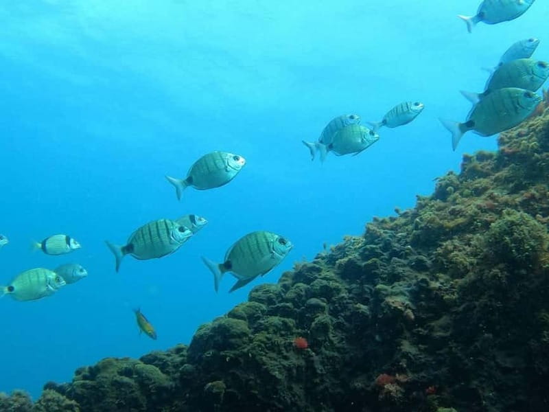Terceira Island: Snorkeling Adventure - Getting ready with the guide