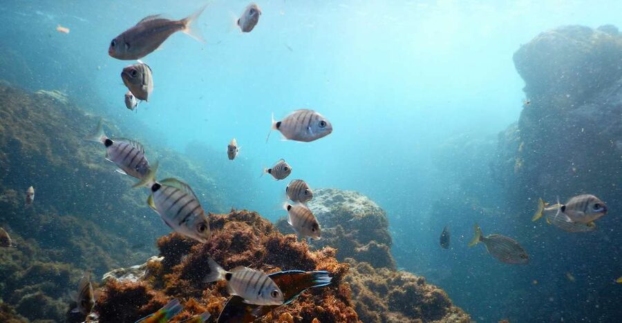 Terceira Island: Snorkeling Wildlife | Protected Areas - Key points about snorkeling off Terceira