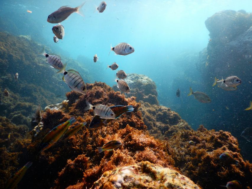 Terceira Island: Snorkeling Wildlife | Protected Areas - Meeting OceanEmotion at the red-covered office
