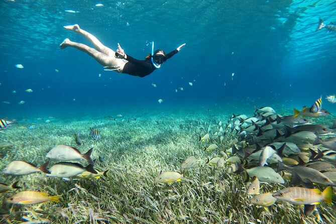The Cozumel Turtle Sanctuary Snorkel Tour - The turtle sanctuary is exciting but not guaranteed