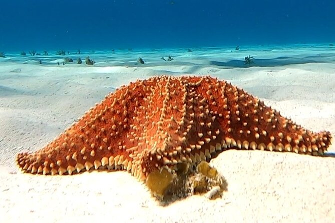 The Cozumel Turtle Sanctuary Snorkel Tour - El Cielito ends with rays and floating food
