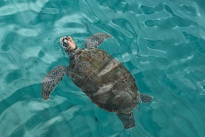 The Curacao Private Beach Hopping / Snorkeling Tour - Key points to know before booking