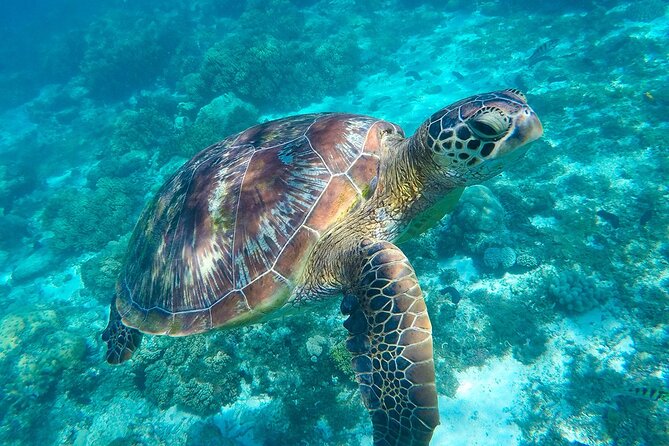 The great snorkeling adventure at the Riviera Maya private tour - Yal-Ku Park: Where Fresh Water Meets The Sea