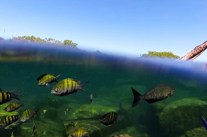 The great snorkeling adventure at the Riviera Maya private tour - A Local Lunch After The Water Activities