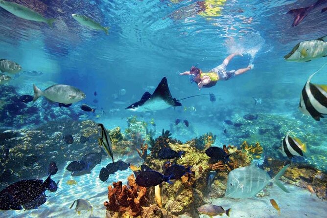 The great snorkeling adventure at the Riviera Maya private tour - Is $513.17 Per Person A Good Value?