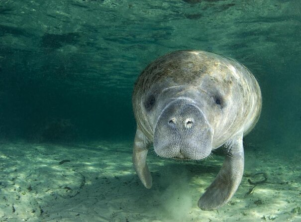 The 'OG' Manatee Snorkel Tour with In-Water Guide/Photographer - Key points to know before you book