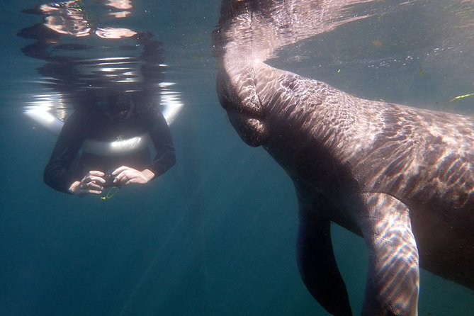 The 'OG' Manatee Snorkel Tour with In-Water Guide/Photographer - Why Crystal River is such a good place for a manatee swim