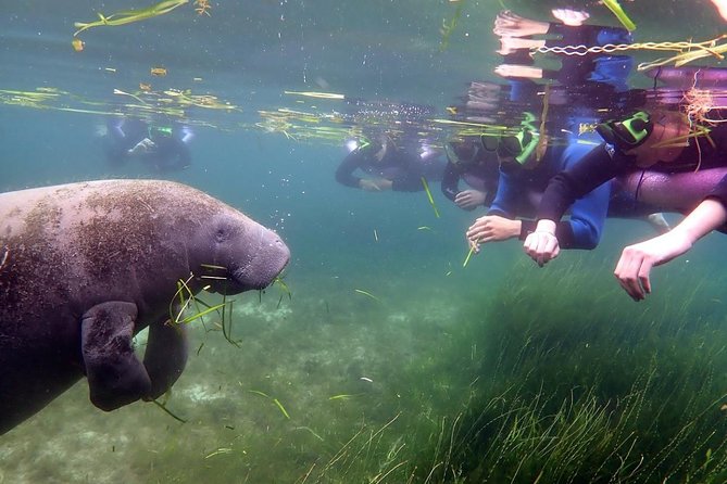 The 'OG' Manatee Snorkel Tour with In-Water Guide/Photographer - Getting in the water with the guide