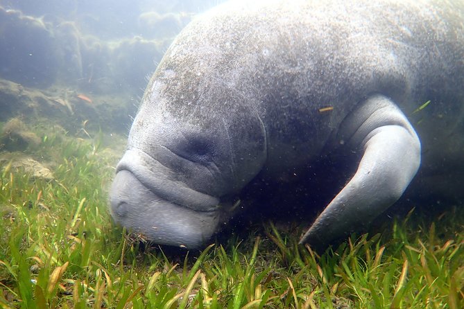 The 'OG' Manatee Snorkel Tour with In-Water Guide/Photographer - The cold-water reality and what to pack