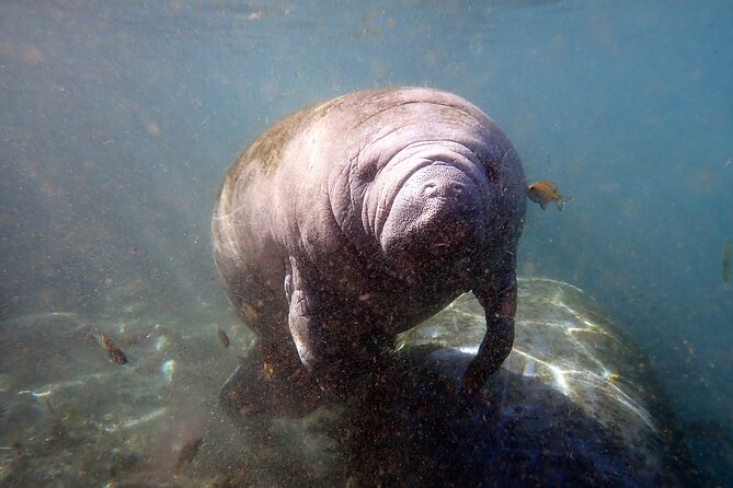 The 'OG' Manatee Snorkel Tour with In-Water Guide/Photographer - Is $76.07 a fair price?
