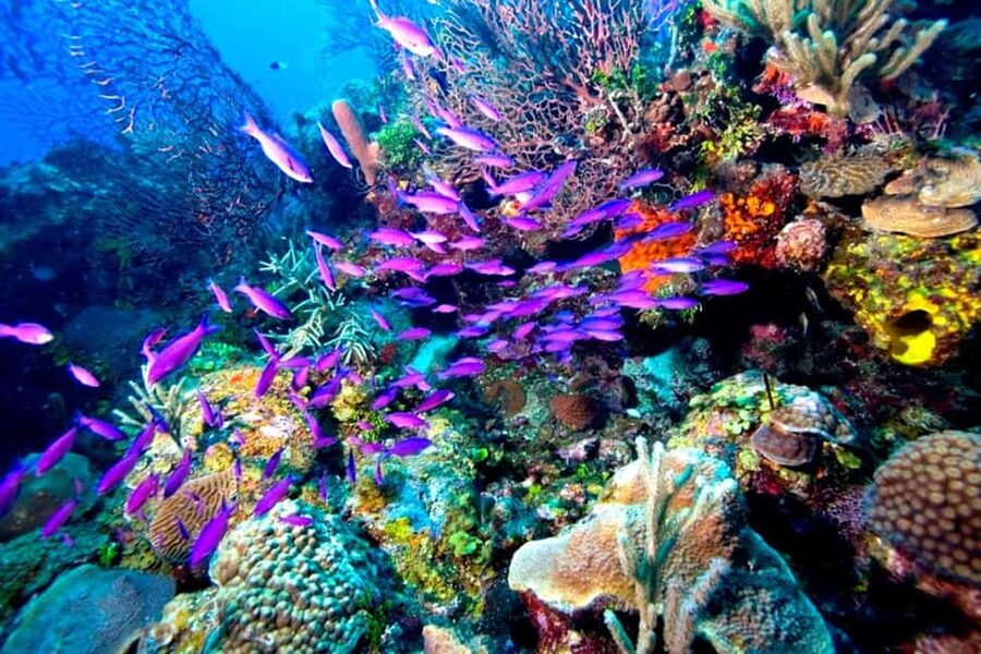 Tiran Island: Full-day Snorkeling, Diving Boat Trip - Snorkeling or scuba: choosing the right version
