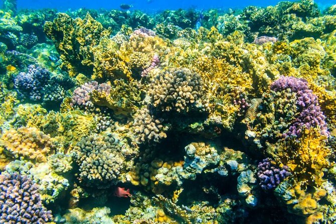 Tiran Island Snorkeling Excursion - Tiran Island or Ras Mohamed changes the plan