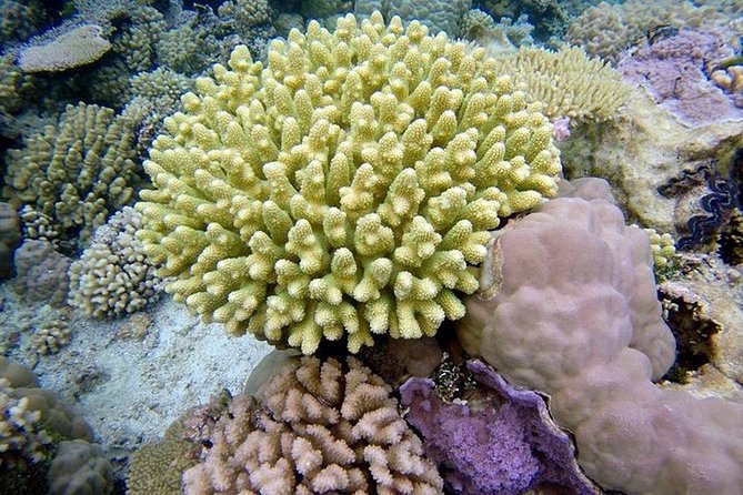 Tohora Bora Bora Snorkeling Lagoon Tours - Whale season and the meaning of Tohora