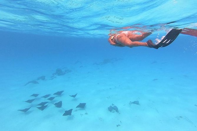 Tohora Bora Bora Snorkeling Lagoon Tours - Stop one: finding rays in the lagoon
