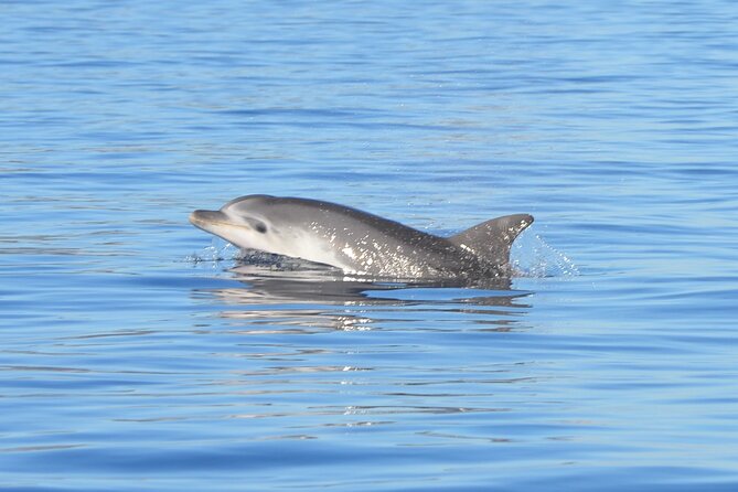 Tour to Figarolo Island with the possibility to observe dolphins - Five things to know before you book